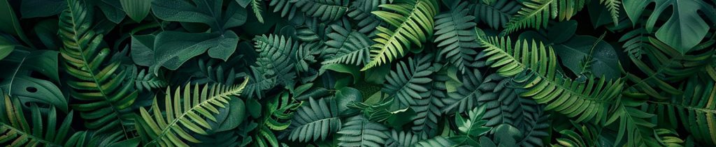 Plants for home